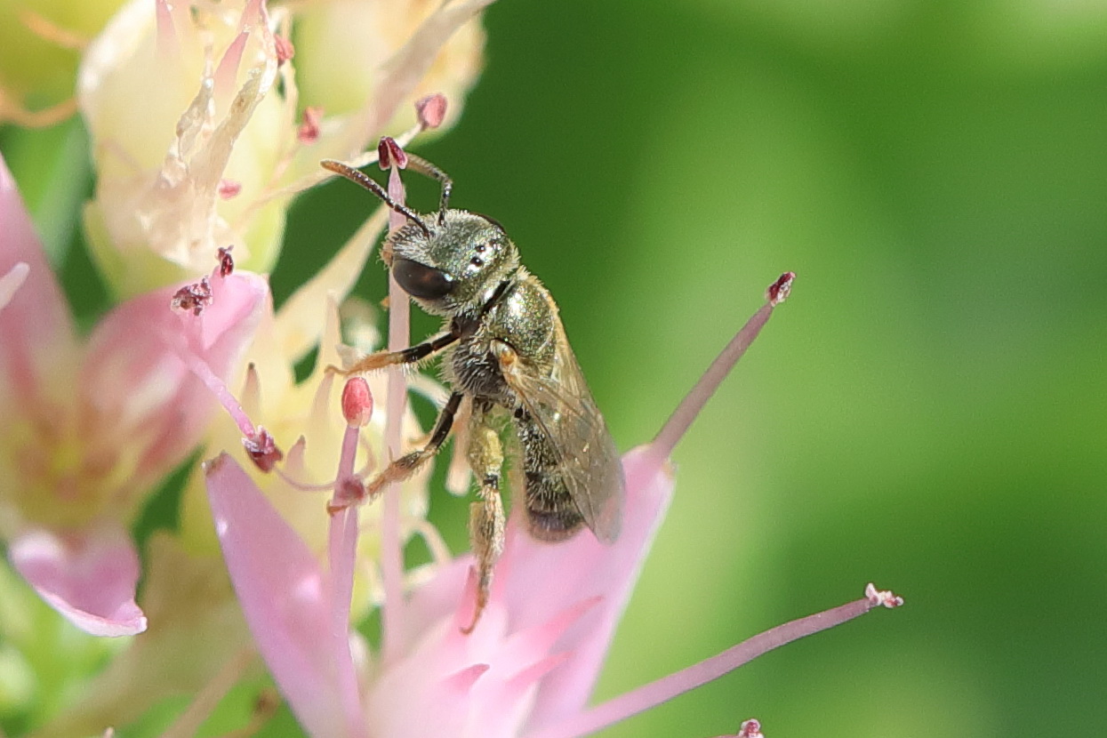 Apidae Halictinae: Seladonia [= Halictus (Seladonia)] sp., femmina